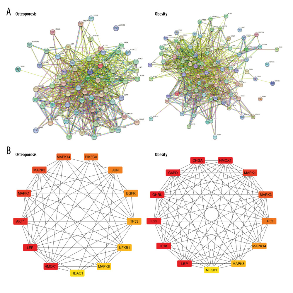 (A) Identification of Hub proteins. (B, C) PPI network of Hub proteins (the nodes represent proteins, and the edges represent protein–protein interactions).
