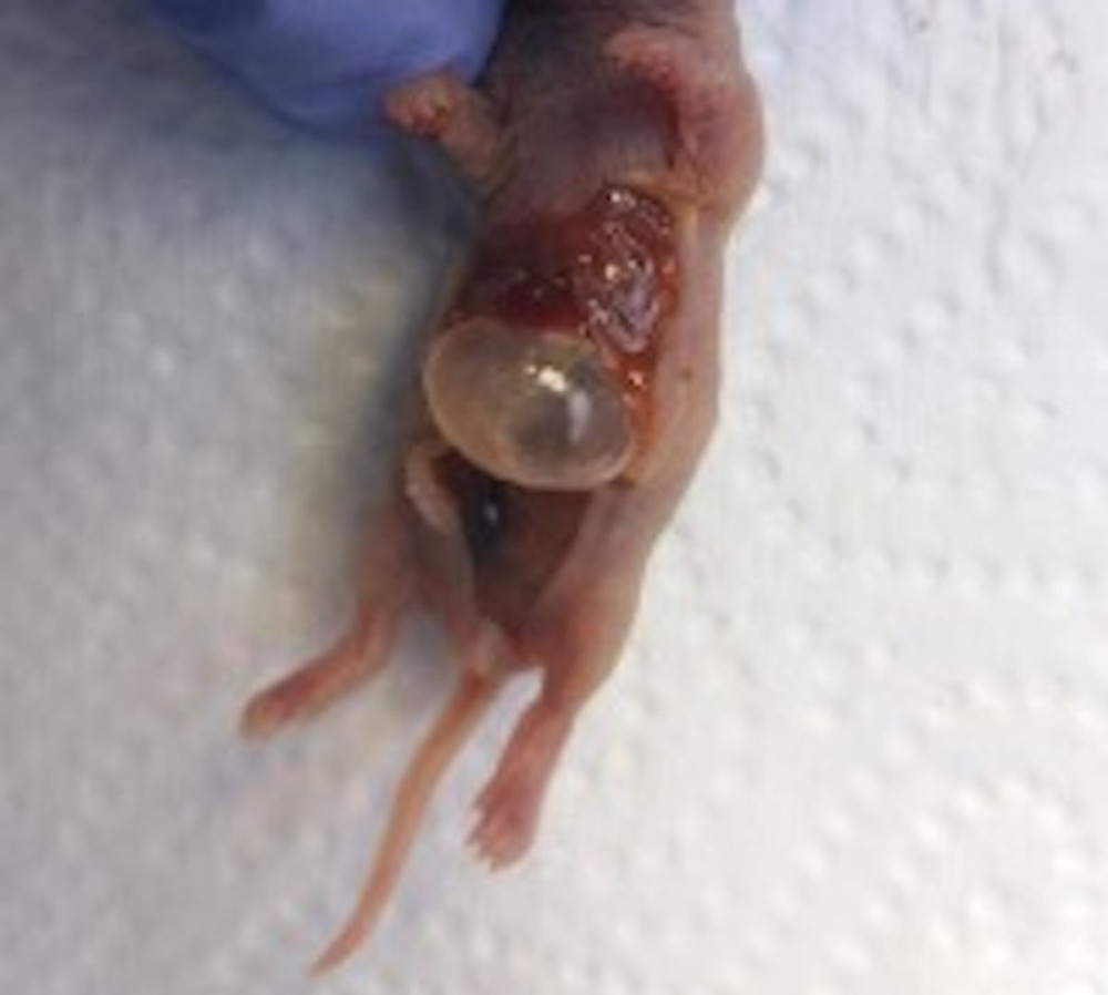 Newborn rat euthanized after 72 h of NEC model duration, before intestine collection. Source: Own materials.