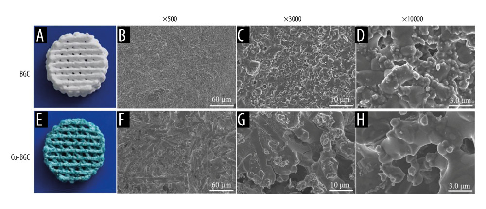 The structure of BGC and Cu-BGC scaffolds. The digital photographs of BGC (A) and Cu-BGC (E) scaffolds. The SEM images of BGC scaffolds (B–D) and Cu-BGC scaffolds (F–H).