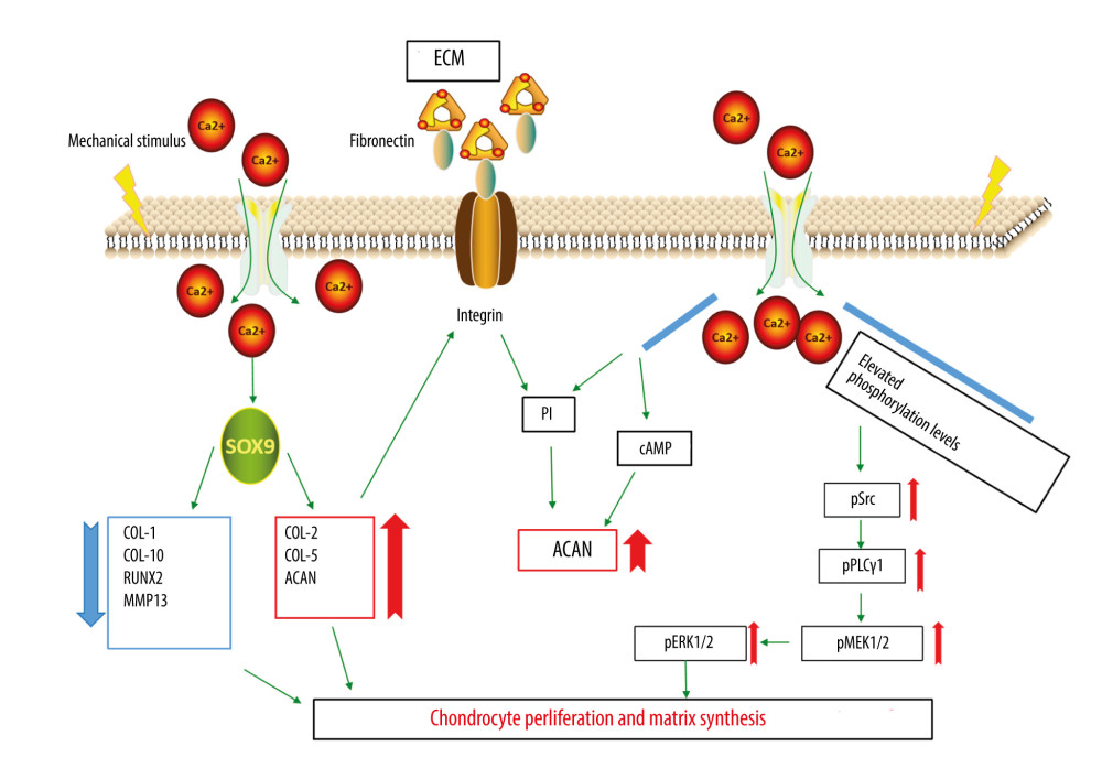 Signal mechanism of chondrocytes under direct compressive force.