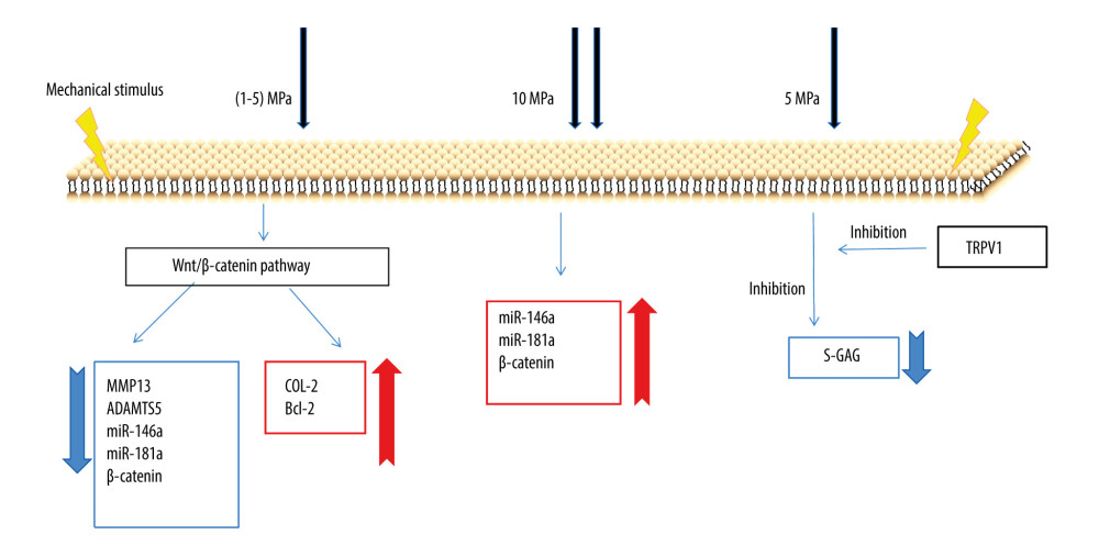 Signal mechanism of chondrocytes under static water pressure.