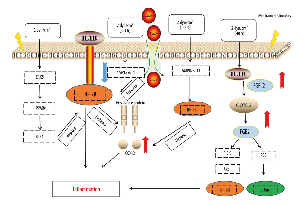 Signal mechanism of chondrocytes under shear force.