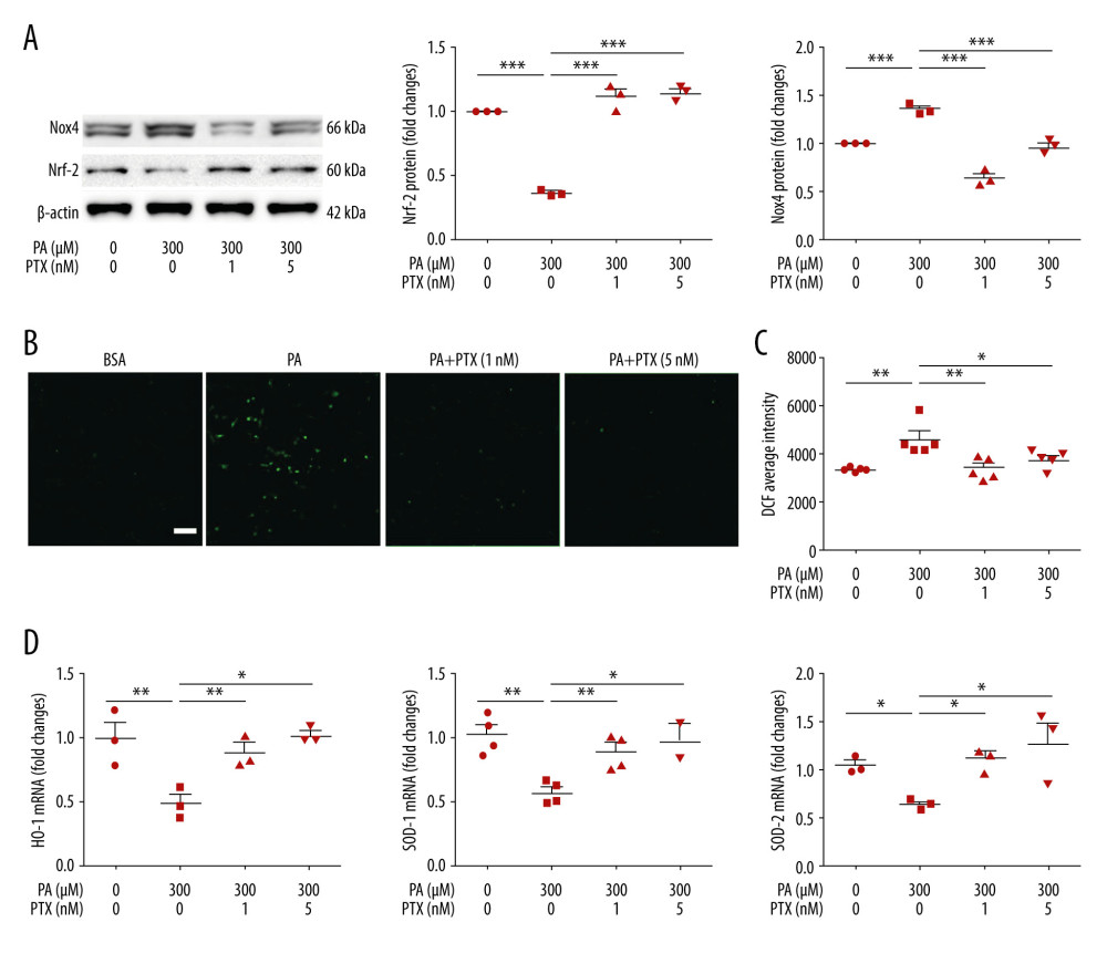Effect of paclitaxel on palmitate-induced reactive oxygen species and antioxidant molecules. (A) Western blot (left) and densitometry (right) showing Nox4 and Nrf-2 expression. Error bar represents the mean±SEM (n=3) (B) Representative images of palmitate-induced dichlorofluorescein fluorescence (DCF). Podocytes were treated with 300 μM palmitate with or without paclitaxel for 18 h, and 10 μM of CM-H2DCF-DA was used for treatment at 37°C for 30 min. Bar=200 μm. (C) Histogram analysis of the results shown in (B). Error bar represents the mean±SEM (n=5). (D) Real-time PCR of HO-1, SOD-1, and SOD-2 was normalized by β-actin mRNA level in the same sample. Error bar represents the mean±SEM (n=3). BSA – bovine serum albumin; PA – palmitate; PTX – paclitaxel. * P<0.05, ** P<0.01, *** P<0.001 compared with palmitate.