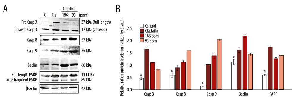 (A, B) The effect of calcitriol on the protein expression of apoptosis-related proteins in B16–F10 cells after 24-h treatment. Cells were treated by calcitriol at 93 (0.24 μM) and 186 ppm (0.48 μM), 60 ppm (0.19 mM) of cisplatin as a positive control and negative control. Relative protein expression was normalized by β-actin. Caspase-3, caspase-9, caspase-8, Beclin, and poly adenosine diphosphate-ribose polymerases (PARP) protein levels were stimulated. Data are presented as average mean and SEM. Significance was considered * P<0.05.
