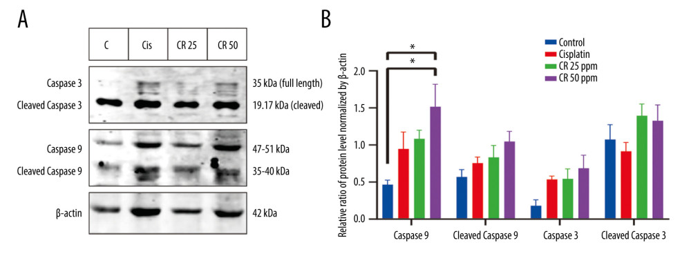 Western blot analysis of caspase cascade-related proteins in A549 lung cells treated with cisplatin and CR. (A) Representative blots of caspase-9 and -3 were determined in A549 cells treated with cisplatin and CR at 36 h; (B) Densitometry protein levels of caspase-9, cleaved caspase-9, caspase-3, and cleaved caspase-3, measured using Image Studio Digits v. 5.2. and presented as a bar graph. The data are presented as mean±standard error minimum (SEM) (n=3). A one-way ANOVA followed by Tukey’s post-hoc test was conducted. * P<0.05.
