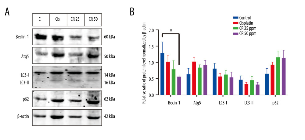 (A) Representative blot of Beclin-1, Atg5, LC3-I, LC3-II, and p62 determined in A549 cells treated with cisplatin and crude ricin (CR) at 36 h; (B) densitometry protein levels of Beclin-1, Atg5, LC3-I, LC3-II, and p62 measured using Image Studio Digits version 5.2 and presented as a bar graph. The data are presented as mean±standard error minimum (SEM) (n=3). One-way ANOVA was used, followed by Tukey’s post-hoc test. * P<0.05.